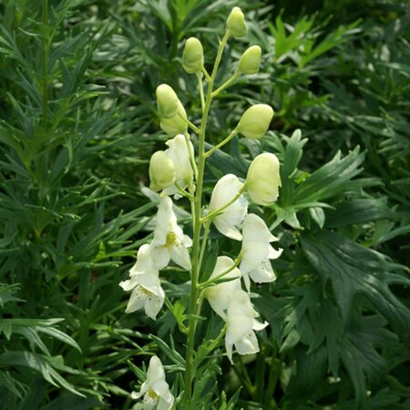 Aconitum septentrionale 'Ivorine' P9 - afbeelding 3