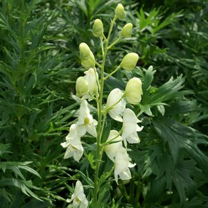 Aconitum septentrionale 'Ivorine' P9 - afbeelding 3