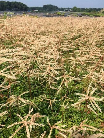 Aruncus 'Horatio' P9 - afbeelding 5