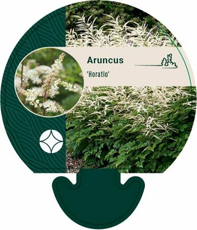 Aruncus 'Horatio' P9 - afbeelding 1