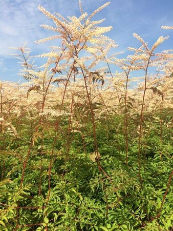 Aruncus 'Horatio' P9 - afbeelding 6