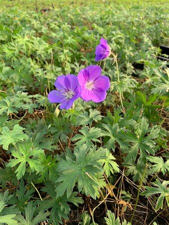 Geranium 'Orion' P9 - afbeelding 1