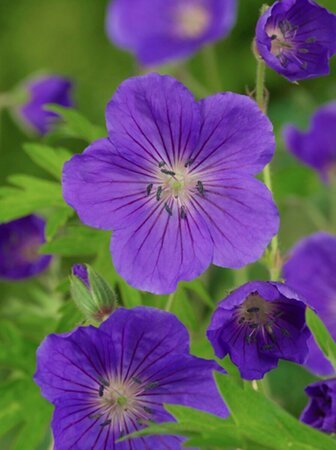 Geranium 'Orion' P9 - afbeelding 6