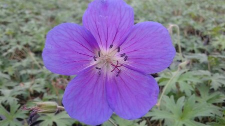 Geranium 'Orion' P9 - afbeelding 2