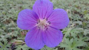 Geranium 'Orion' P9 - afbeelding 2