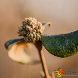 Viburnum burkwoodii 80/100 C.
