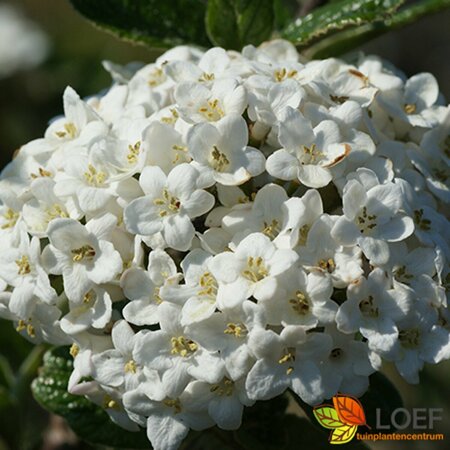 Viburnum burkwoodii 80/100 C. - afbeelding 4