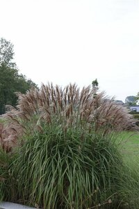 Miscanthus sinensis 'Malepartus' C2 - afbeelding 2