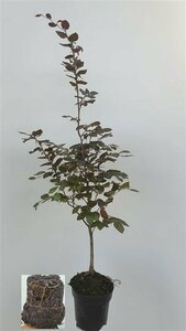 Fagus sylvatica 'Atropunicea' 10-12 C. Geveerd