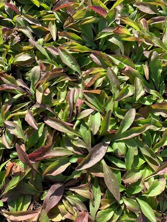 Buphthalmum salicifolium P9 - afbeelding 6