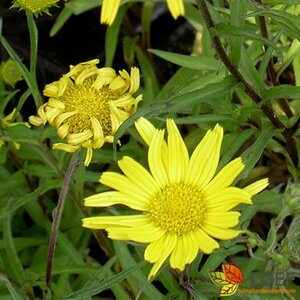 Buphthalmum salicifolium P9 - afbeelding 1