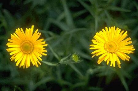 Buphthalmum salicifolium P9 - afbeelding 4