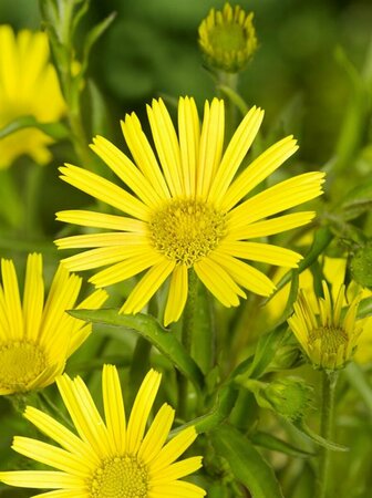 Buphthalmum salicifolium P9 - afbeelding 7