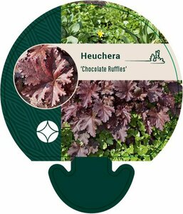 Heuchera 'Chocolate Ruffles' P9