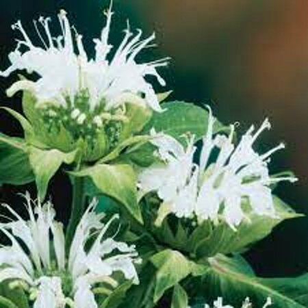 Monarda 'Schneewittchen' P9 - afbeelding 1