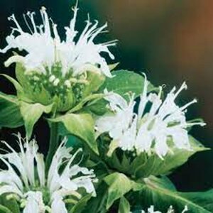 Monarda 'Schneewittchen' P9 - afbeelding 1