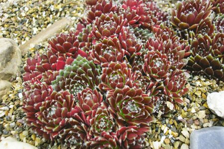 Sempervivum 'Silberkarneol' P9 - afbeelding 2