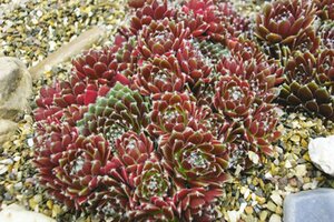Sempervivum 'Silberkarneol' P9 - afbeelding 2