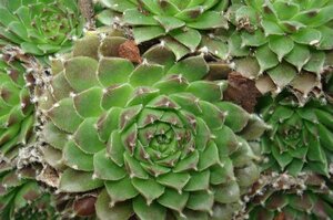 Sempervivum 'Silberkarneol' P9 - afbeelding 3