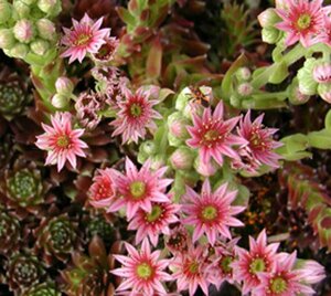 Sempervivum 'Silberkarneol' P9 - afbeelding 4