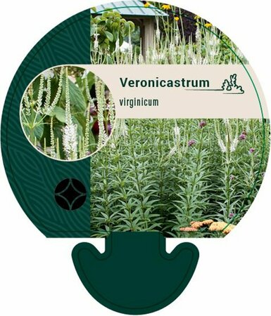 Veronicastrum virginicum P9 - afbeelding 3