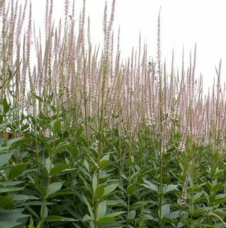 Veronicastrum virginicum P9 - afbeelding 2