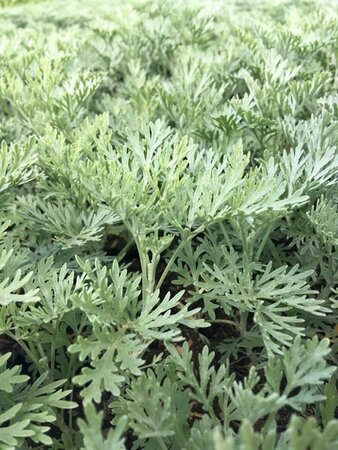 Artemisia 'Powis Castle' C2 - afbeelding 4