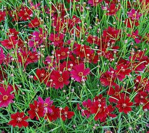 Coreopsis 'Ruby Red' P9