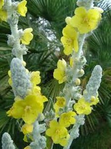 Verbascum bombyciferum P9