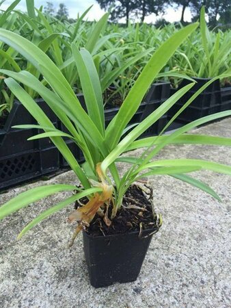 Agapanthus africanus P9 - afbeelding 1