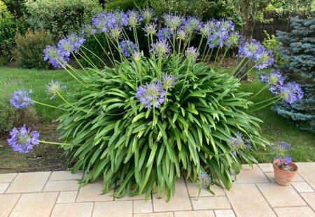 Agapanthus africanus P9 - afbeelding 4
