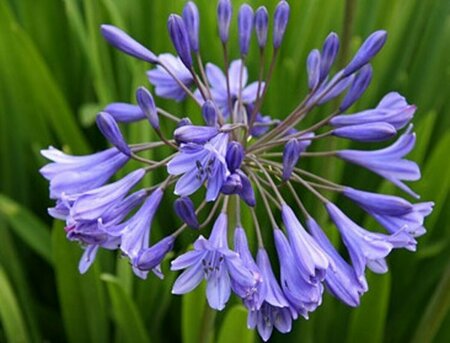 Agapanthus africanus P9 - afbeelding 2