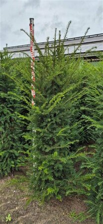 Taxus baccata 60/80 C. - afbeelding 12
