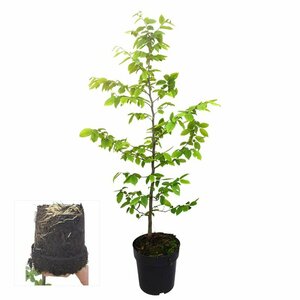 Carpinus betulus 10-12 C.  - afbeelding 4