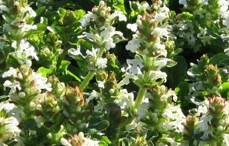 Ajuga reptans 'Alba' P9 - afbeelding 1