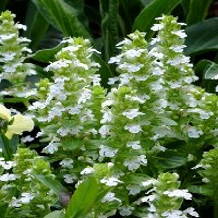 Ajuga reptans 'Alba' P9 - afbeelding 2