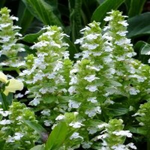 Ajuga reptans 'Alba' P9 - afbeelding 2