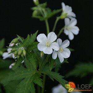 Geranium clarkei 'Kashmir White' P9 - afbeelding 2