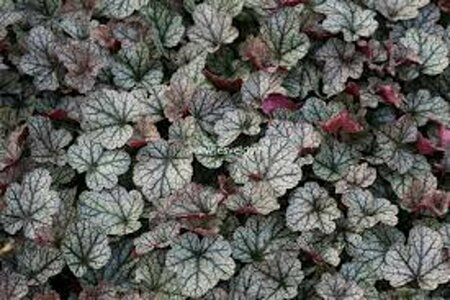Heuchera 'Silver Scrolls' P9 - afbeelding 3