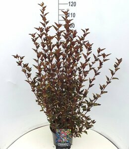 Physocarpus opulifolius 'Red Baron' 80/100 C. - afbeelding 2