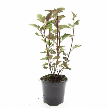 Physocarpus opulifolius 'Red Baron' 80/100 C. - afbeelding 4