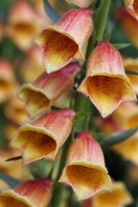 Digitalis 'Goldcrest' P9 - afbeelding 2