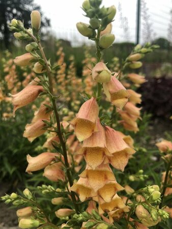 Digitalis 'Goldcrest' P9 - afbeelding 3