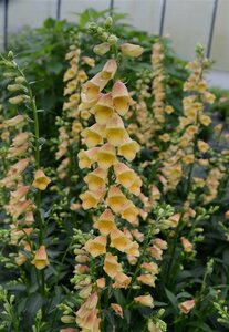 Digitalis 'Goldcrest' P9 - afbeelding 4