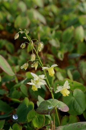 Epimedium versicolor 'Sulphureum' P9 - afbeelding 2