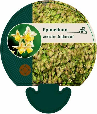 Epimedium versicolor 'Sulphureum' P9 - afbeelding 1