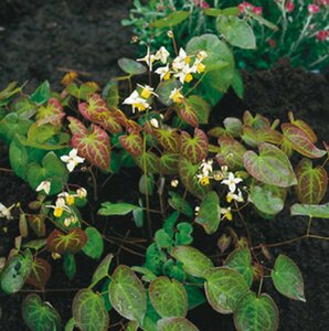 Epimedium versicolor 'Sulphureum' P9 - afbeelding 6