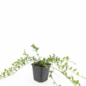 Vinca minor 'La Grave' P9 - afbeelding 10