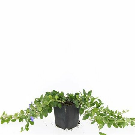 Vinca minor 'La Grave' P9 - afbeelding 2