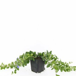 Vinca minor 'La Grave' P9 - afbeelding 2